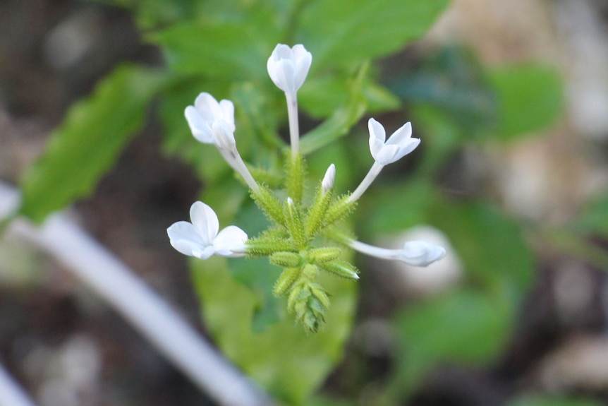 A plant with small white flowers.