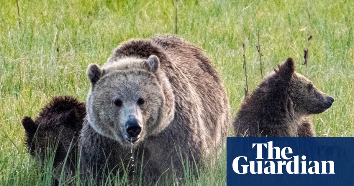 New Trump rule allows hunters to bait bears in Alaska with doughnuts, bacon and more | Trump administration