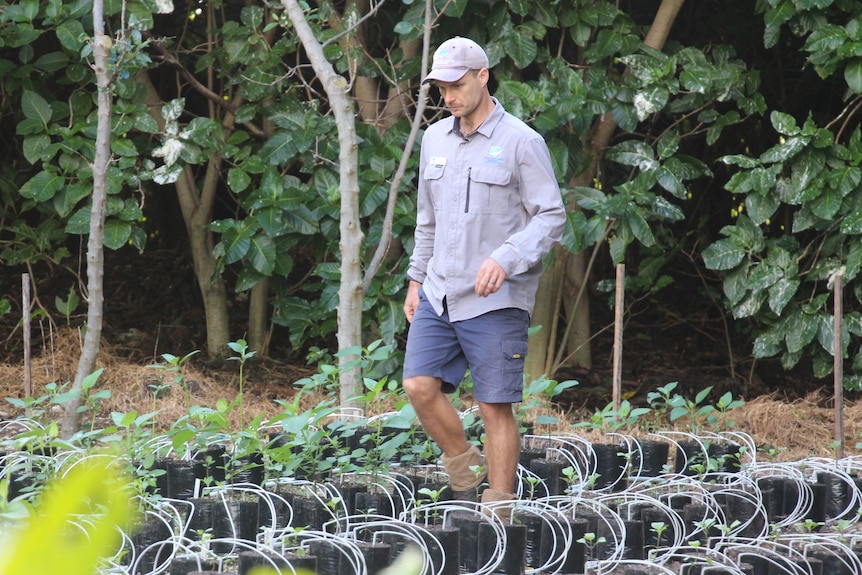 A man in along-sleeved grey shirt and a baseball cap walks among rosw of seedlings.