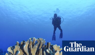 Almost every shallow-water coral reef on the planet faces ecosystem collapse by 2075, UN advisors say | Coral