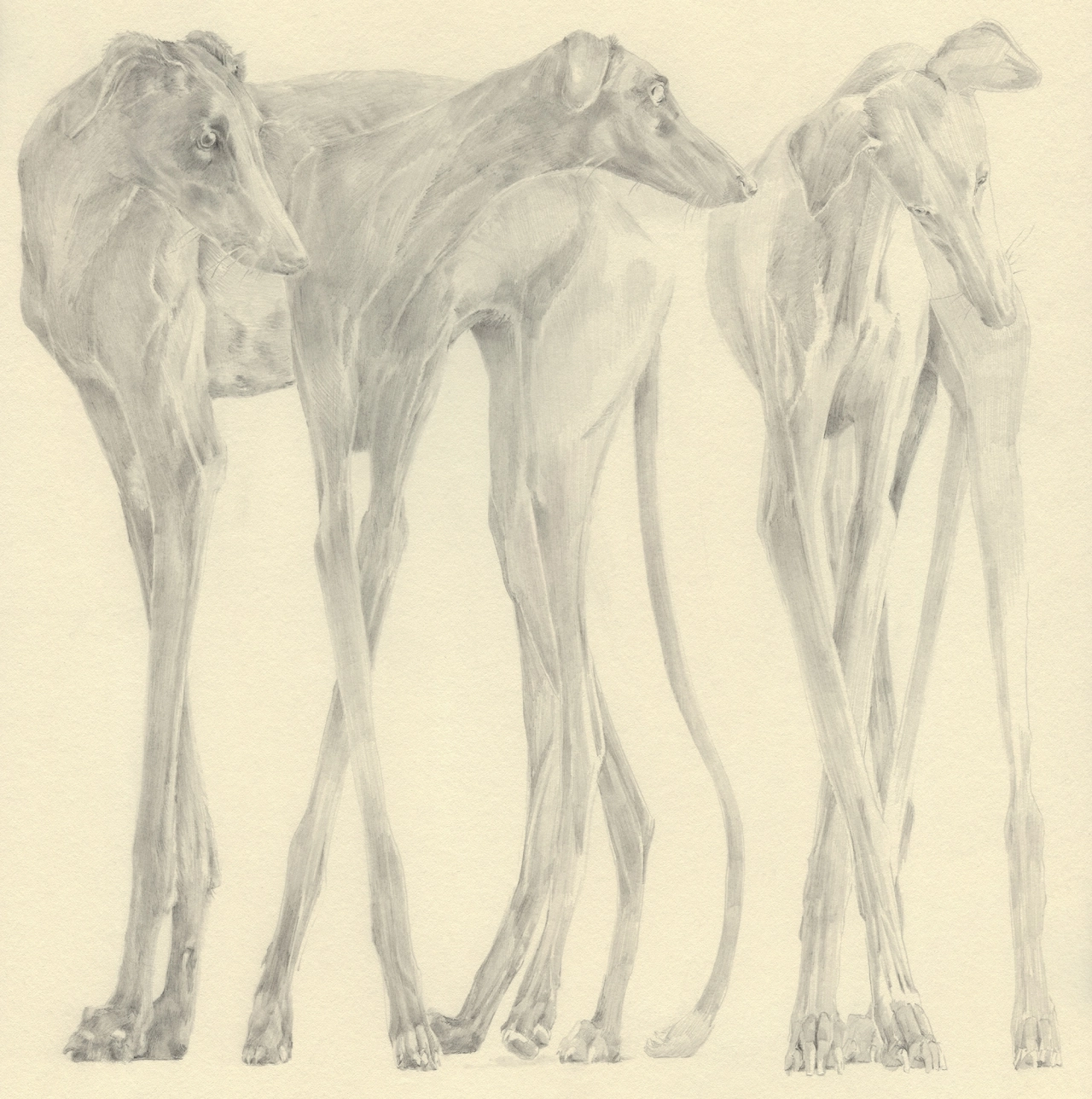 Three pencil drawings of lean greyhounds shown from behind, displaying the dogs' elongated bodies and slender legs