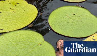 How a plant selfie in Colombian jungle led to ‘jaw dropping’ giant waterlily find | Plants