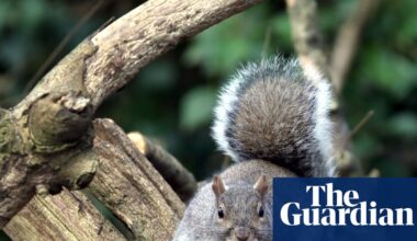 Country diary 1951: Grey squirrels are doing serious damage to the trees | Wildlife