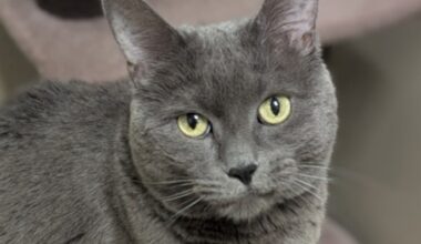 Tutu the cat is looking for a new home in the Toronto area