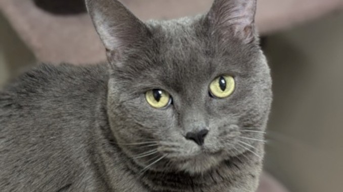 Tutu the cat is looking for a new home in the Toronto area