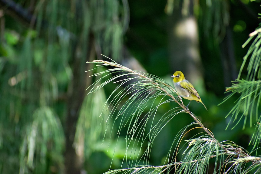 A small yellow and green coloured bird sitting on a branch with lush forest behind.