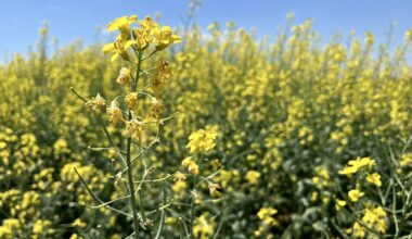 Canola prices the clear winner in latest Ag Canada report