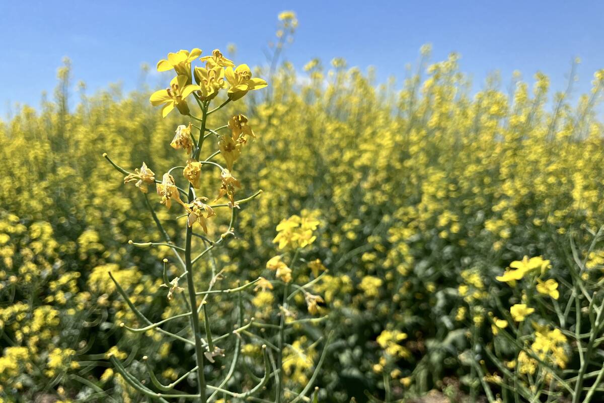 Canola prices the clear winner in latest Ag Canada report