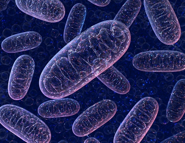 New project explores mitochondrial evolution across diverse life forms