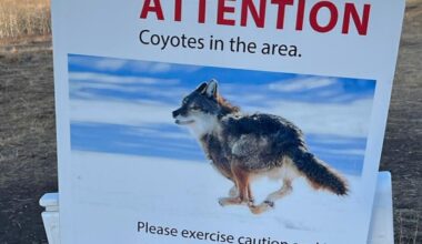 Rocky View County shares safety advice amid recent coyote activity - DiscoverAirdrie.com
