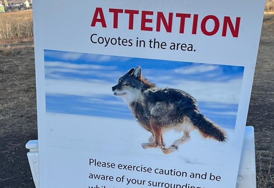 Rocky View County shares safety advice amid recent coyote activity - DiscoverAirdrie.com
