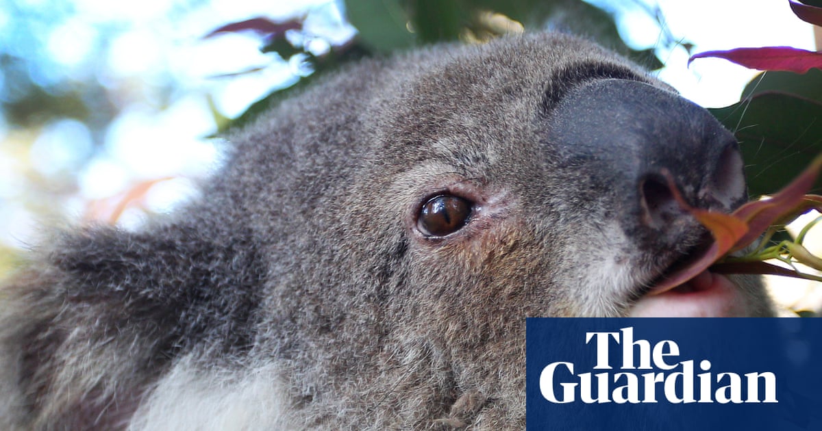 Koalas are cute, furry, iconic – and dying of chlamydia. But how well does the approved vaccine work? | Wildlife