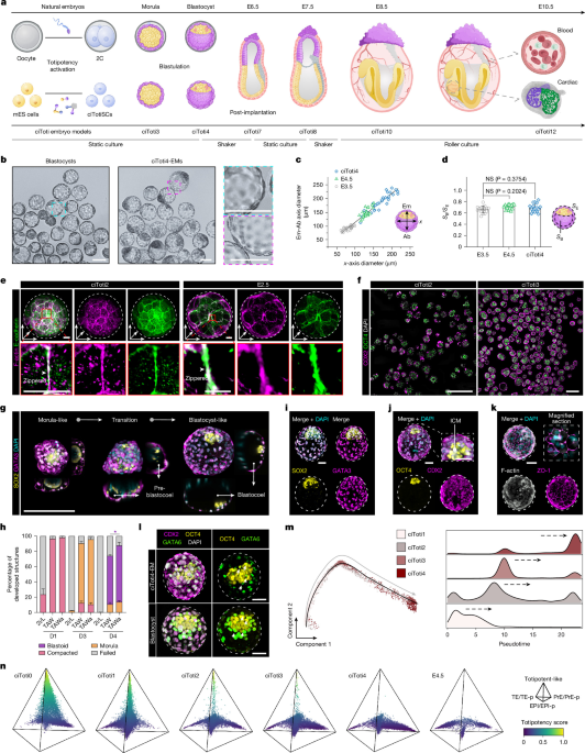 Modelling mouse embryogenesis from chemically induced totipotent stem cells