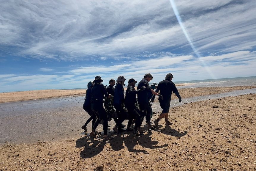 The silhouettes of a team carrying a dugong over sand.