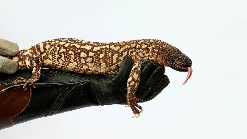 A gila lying on a gloved hand