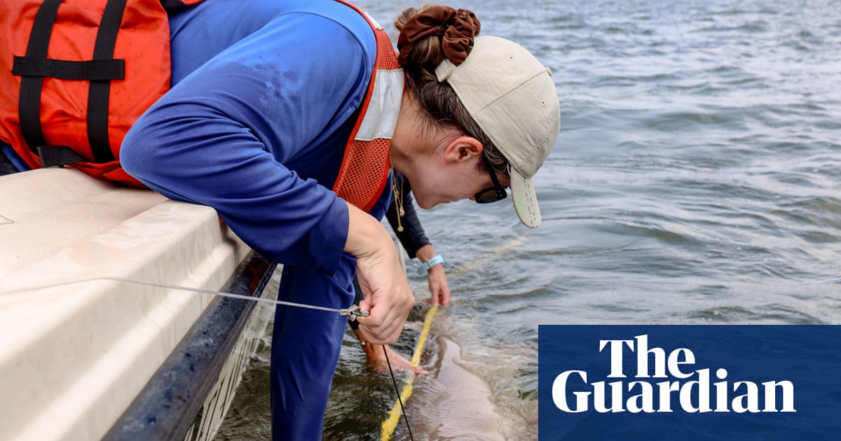 ‘Like selling wolves from Yellowstone’: how protected US sharks are being sold off to foreign aquariums | Oceans