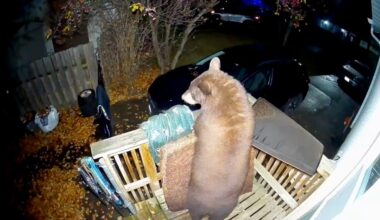 Bears intensify search for food
