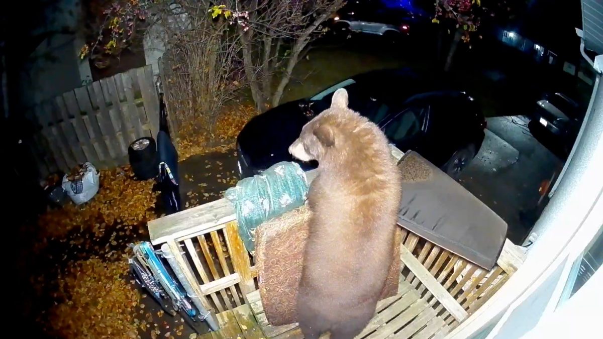 Bears intensify search for food