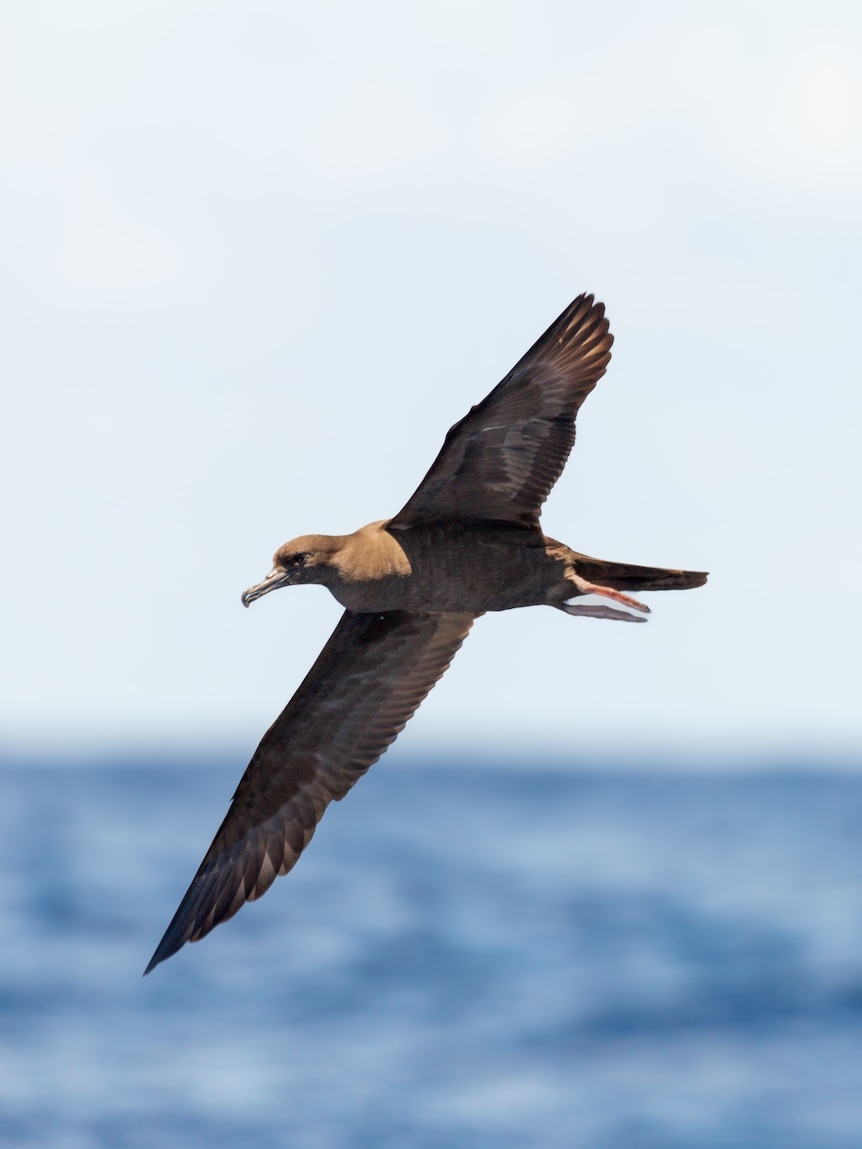 A brown bird flying above the ocean.
