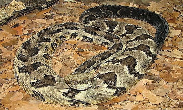 A timber rattlesnake, common in the Pennsylvania Appalachians.
