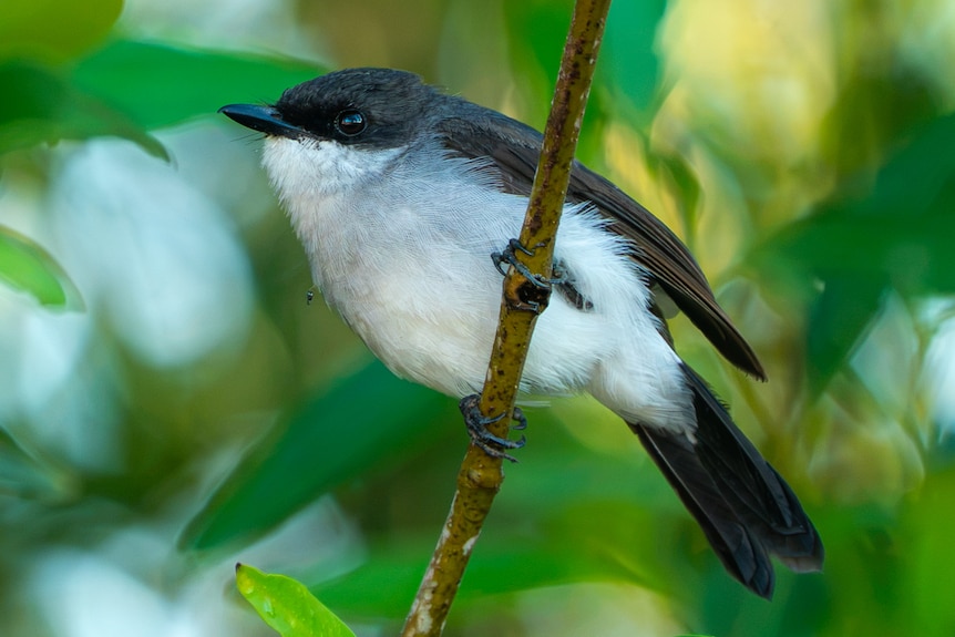 A mangrove robin grips a tree branch with its small claws, it has white and black feathers.