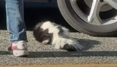Video of contact with possibly rabid skunk in B.C. prompts health authority warning