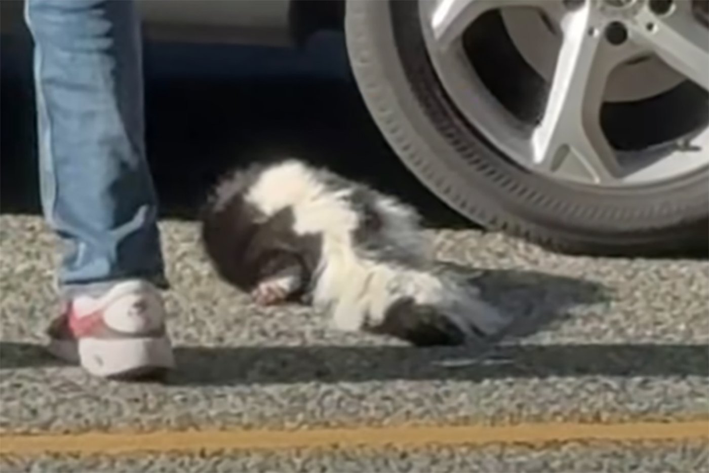 Video of contact with possibly rabid skunk in B.C. prompts health authority warning