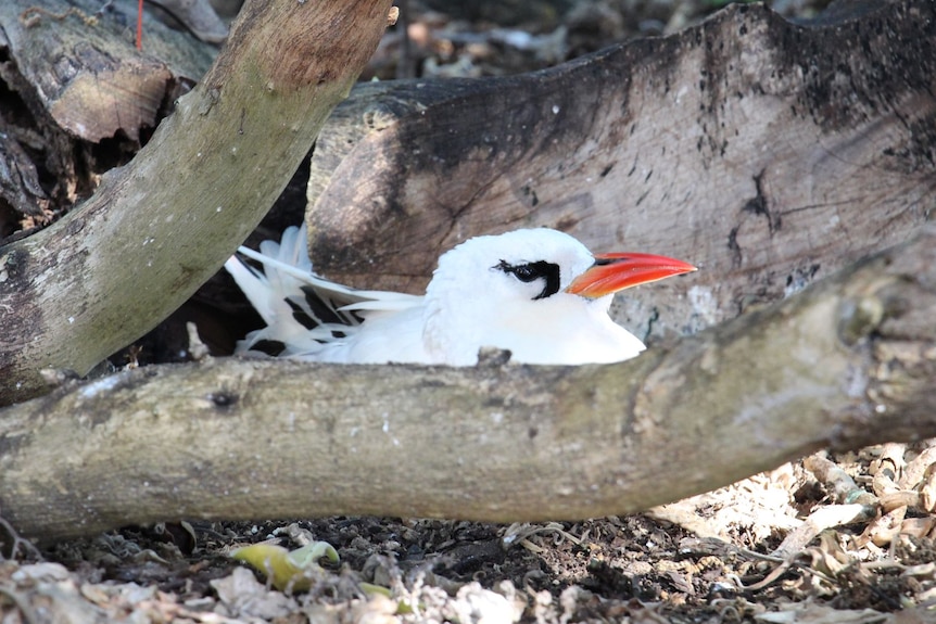 A white bird with a red beak hunkered down between logs.