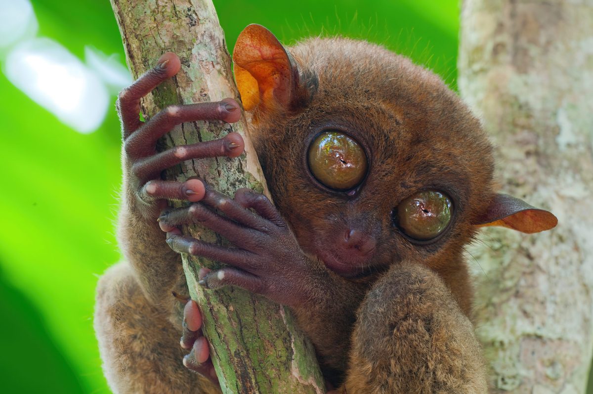 Tarsier portrait in a forest at Bohol Island - Philippines.