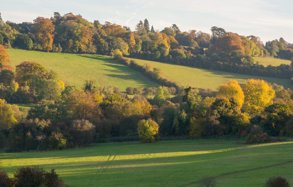 banstead woods in surrey, england. autumn (fall) colours in trees.