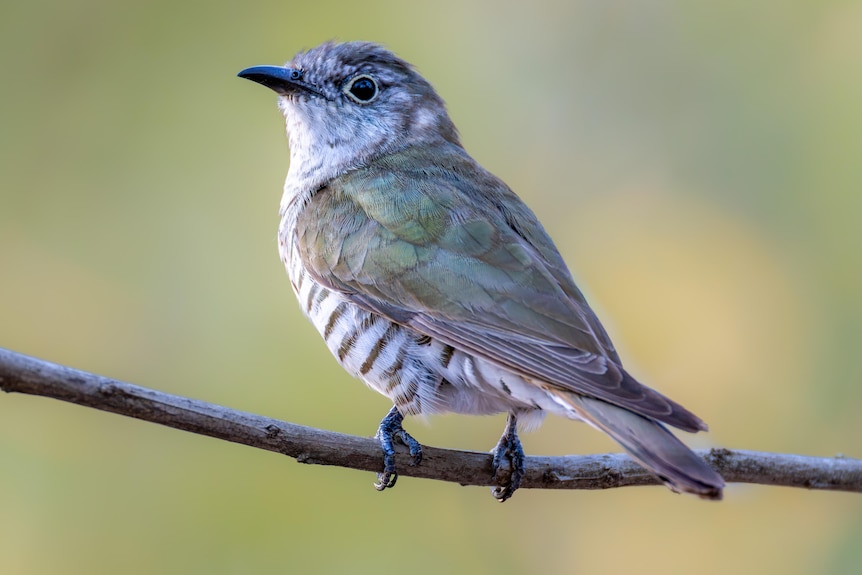 A little bronze-cuckoo bird is perched on a thin tree branch, it has black and white stripes with a green hue in its feathers.