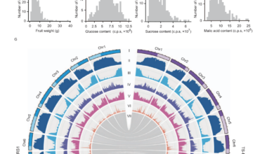 Newswise: Tomato Pangenome Maps Genes for Fruit Size and Defense