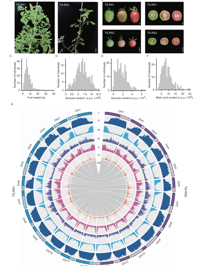 Newswise: Tomato Pangenome Maps Genes for Fruit Size and Defense