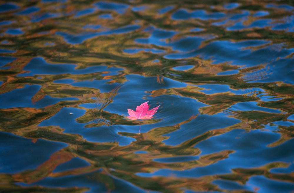 A maple leaf floats in the water as fall colours are reflected in Meech Lake in Chelsea, Que., on Sunday, Oct. 11, 2020. THE CANADIAN PRESS/Justin Tang