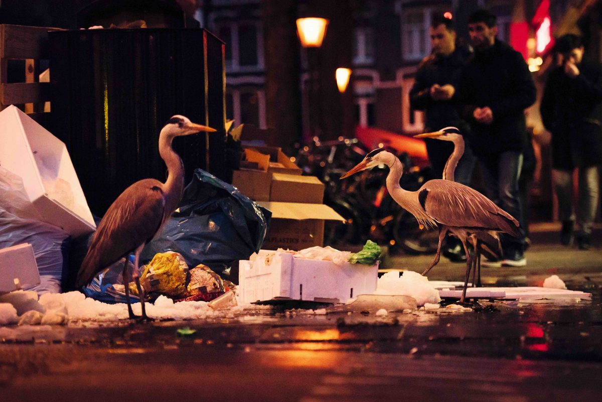 Grey herons in Amsterdam’s famous Albert Cuyp Market.