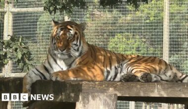 Yorkshire Wildlife Park fatal tiger attack - what we know so far - BBC
