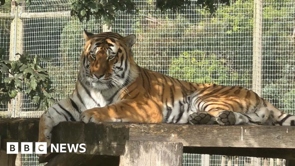 Yorkshire Wildlife Park fatal tiger attack - what we know so far - BBC