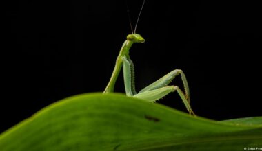 Comedy Wildlife Awards 2026: Funniest animals worldwide