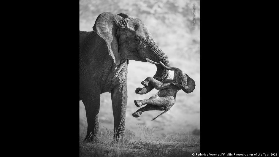 Wildlife Photographer of the Year 2026: the winners