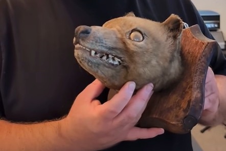 A close up of a taxidermy animal head that resembles a thylacine, or Tasmanian tiger.
