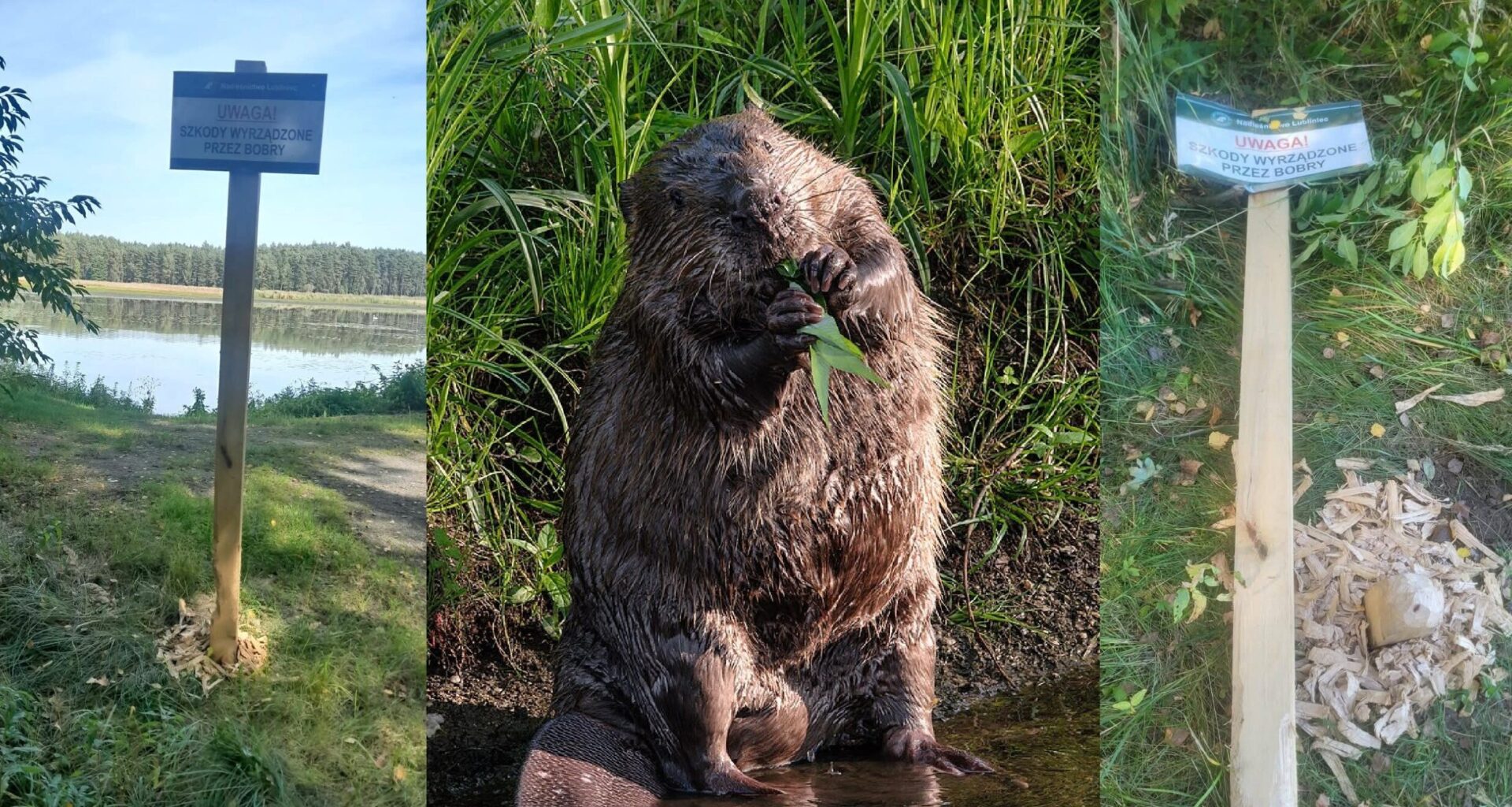Beavers destroy sign warning about beavers