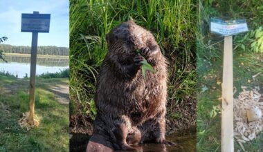 Beavers destroy sign warning about beavers
