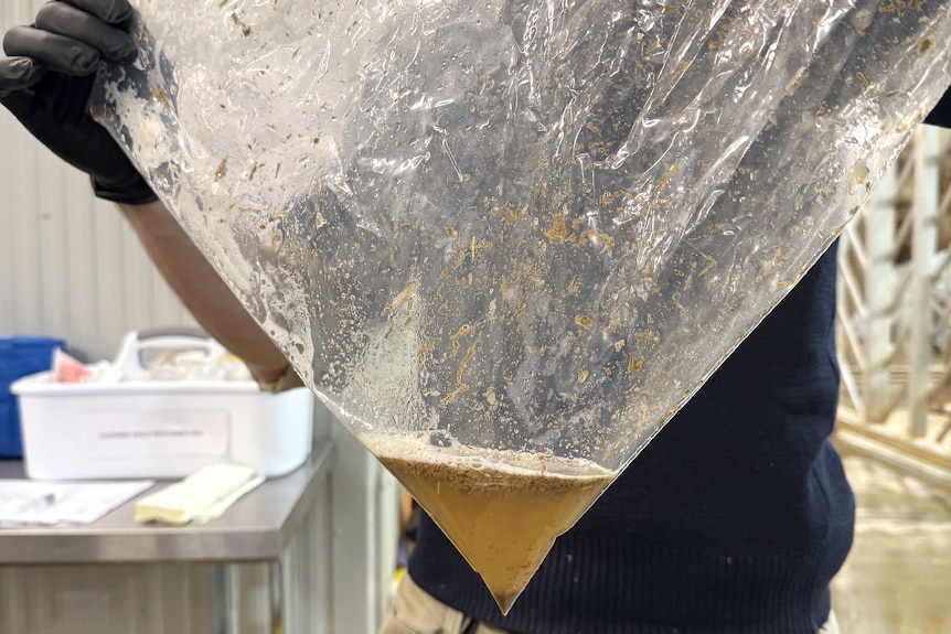 Large plastic bag held up by a zookeeper on an angle with brownish liquid in the bottom corner.