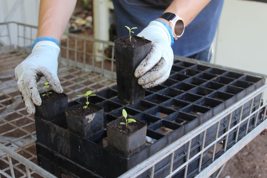 Two gloved hands with seedlings.
