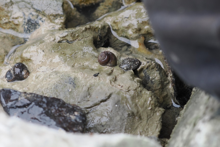 A close up of a few small freshwater snails on a rock with some water surrounding them