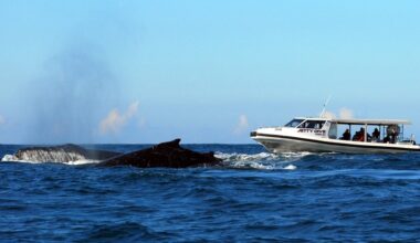 Tongan whale watcher operators accuse foreign businesses of rule breaking