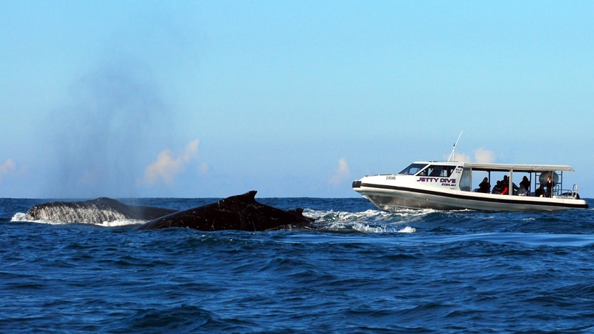 Tongan whale watcher operators accuse foreign businesses of rule breaking