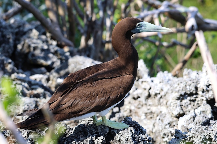 A large, brown-feathered bird with a yellowy-blue beak stands on a rock. 