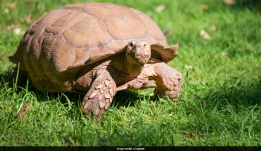 Giant Tortoises Make Remarkable Comeback, Now Outnumbering Humans In The Seychelles