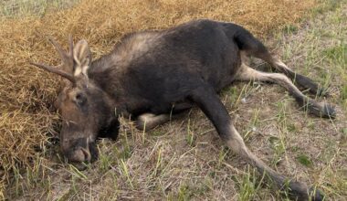 Moose shot and left to waste north of the Battlefords
